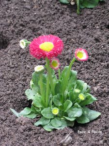 fiori3