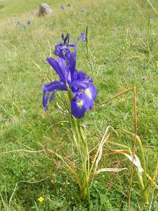 l'iris des pyrénées (2)