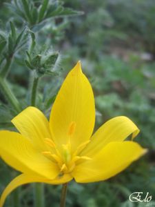 11-avril(18)-fleurs-116