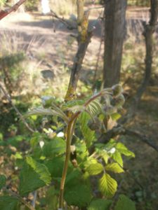 jardin 24 avril 2013 057