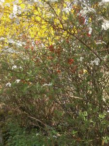 tour jardin 2 avril 2013 042