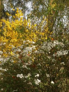 tour jardin 2 avril 2013 044