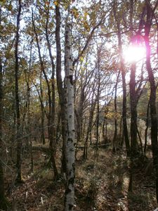Foret 31 octobre 013