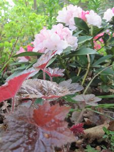 rhododendron-yakushimanum-Dreamland--2-.JPG