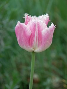 tulipe' avril