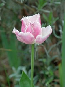 tulipe avril