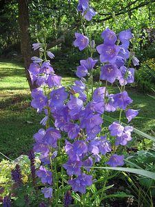 campanula-persicifolia