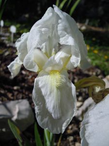 Iris Albican profil