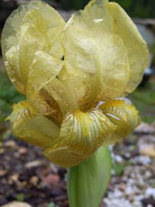 Iris Attica profil