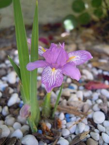 Iris Dolicosiphon profil