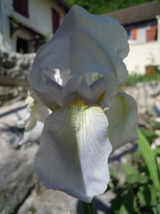 Iris Florentina profil