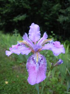 Iris Milesii profil