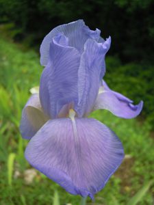 Iris Pallida Mariane profil