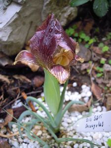 Iris Sari Oncocyclus profil