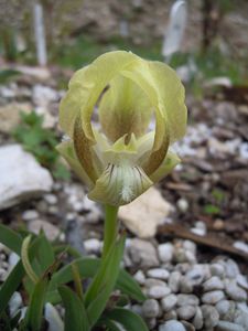 Iris Suaveolens profil