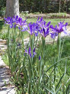 iris-Filifolia.jpg