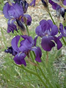 iris illyrica