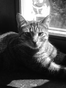 SAM_0222a.jpg