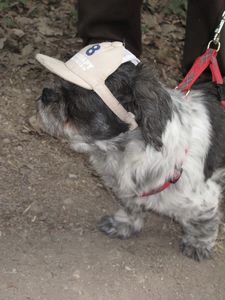 Chien à casquette