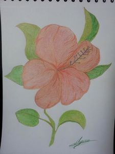 Fleur de passion - dessin aux crayons - photographié de ha
