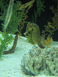 aquarium 6911
