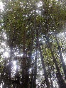 énormes bambous