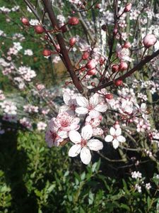 printemps-copie-1.jpg