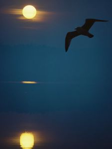 ken-wardius-northern-wisconsin-lake-seagull-at-sunrise.jpg