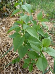 Lila-feuille.jpg