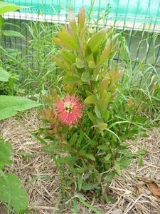 calistemon-fleur-copie-1.jpg