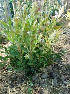 callistemon-feuille.jpg