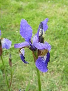 hemerocaille.resized.resized-copie-1.jpg