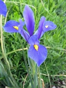 iris-bleu-et-jaune-2.jpg