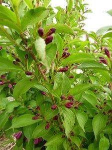 weigelia bouton