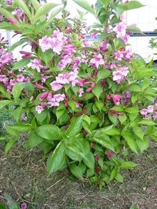 weigelia-fleur-mai.jpg