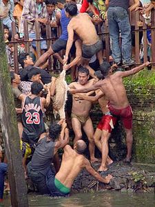 chevre-de-Khokana---goat-tearing-low-reso.jpg
