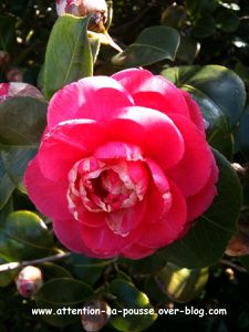 Camelia-2210.JPG