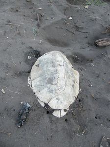174 Tortugero-carapace de tortue verte