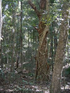 Sawtell 012