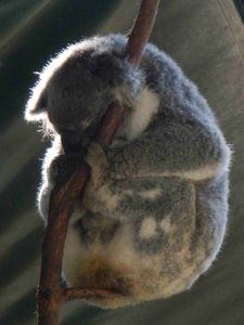 Koala Park 010