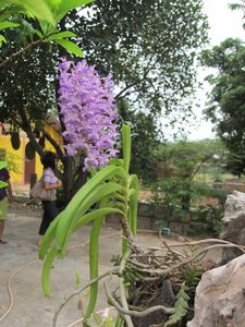 Orchidées Ubonrath 03