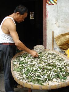 Anhui (2)