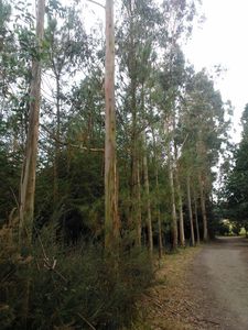 Forêts d'eucalyptus