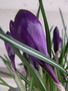 crocus-006.JPG