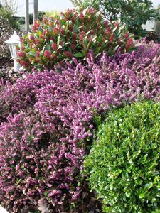 fevrier-2013-048.JPG