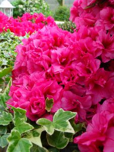 DSCF7349