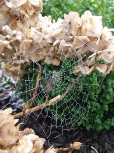 DSCF7559.JPG