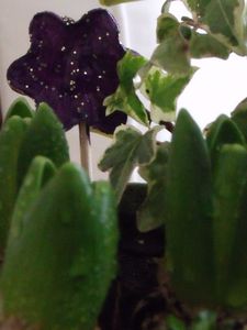 DSCF7642.JPG