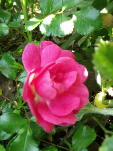 DSCF7532.JPG
