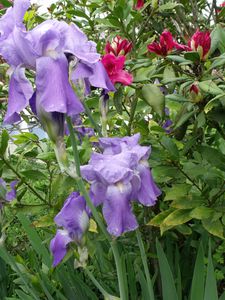 DSCF0970.JPG